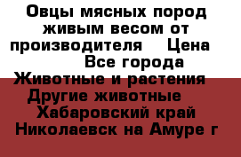 Овцы мясных пород живым весом от производителя. › Цена ­ 110 - Все города Животные и растения » Другие животные   . Хабаровский край,Николаевск-на-Амуре г.